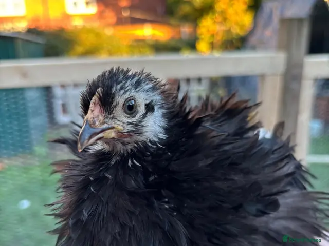 Chickens poultry for sale: Stunning pekin bantams + frizzles - Advert 2