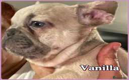 French Bulldog dogs for sale: Pedigree  French bulldogs ready to leave  - Image 1