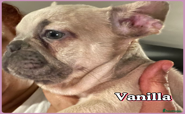 French Bulldog dogs - Advert 2