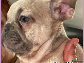 French Bulldog dogs - Advert 2