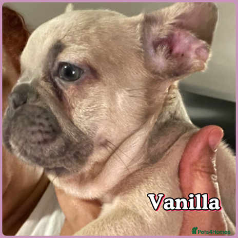French Bulldog dogs - Advert 14