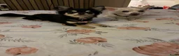 Chihuahua dogs for sale: Chihuahua pups for sale - Advert 3