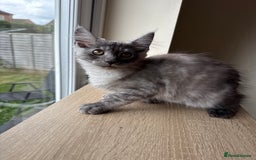 Maine Coon cats for sale: Pedigree xl size 3 last females  - Image 3