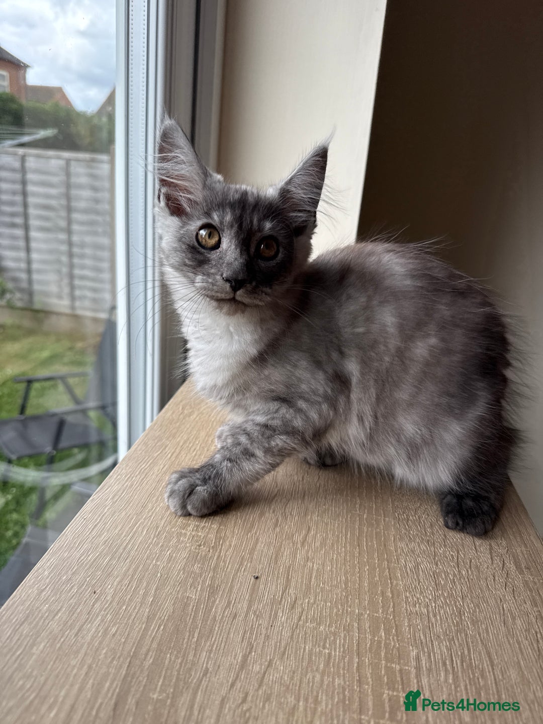Maine Coon cats for sale: Pedigree xl size 3 last females  - Image 3