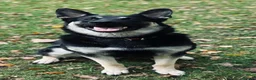 German Shepherd dogs for sale: ⭐ Rare East European Shepherd Puppies UK - Advert 35