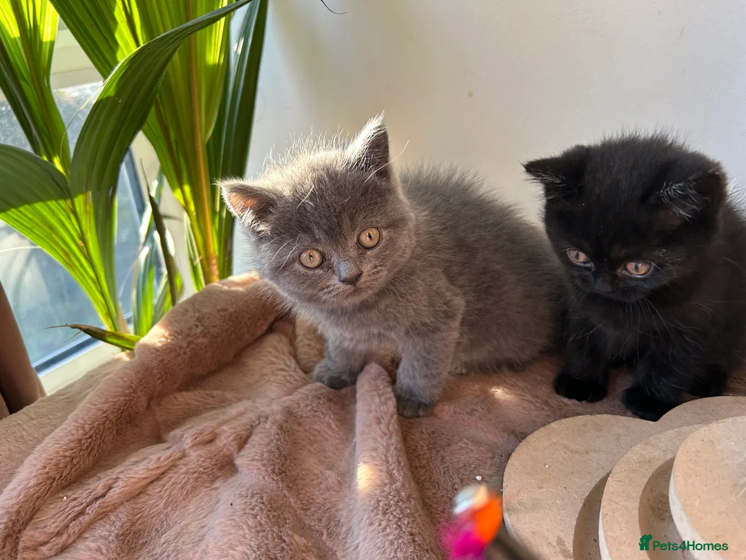 British Shorthair cats for sale: 2 female british shorthair kittens ready to go  - Advert 15