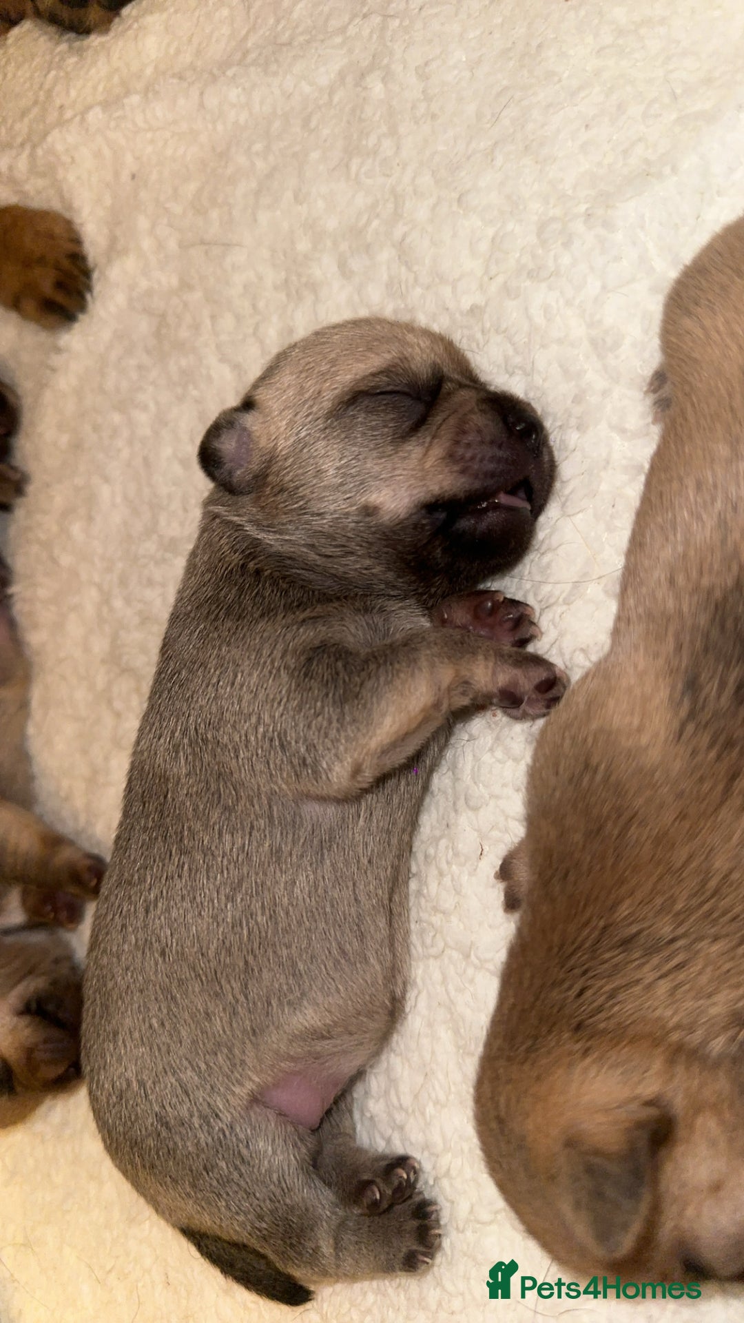 Chihuahua dogs for sale: Chihuahua cross Jack Russell  - Advert 4