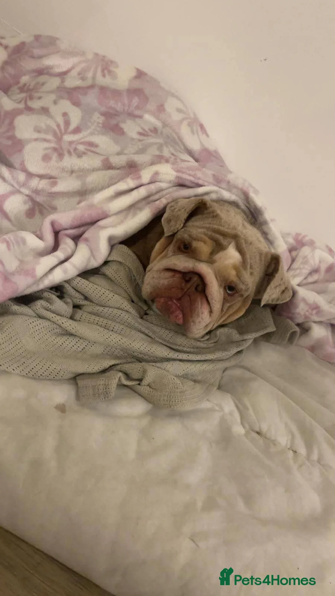 English Bulldog dogs for stud: Female KC pedigree English bulldog  - Advert 2