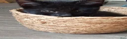 Mixed Breed cats for sale: 2 Female kittens  - Advert 2