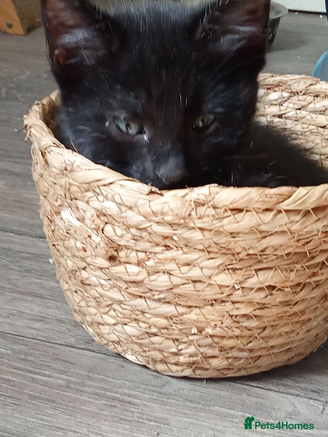 Mixed Breed cats for sale: 2 Female kittens  - Advert 2