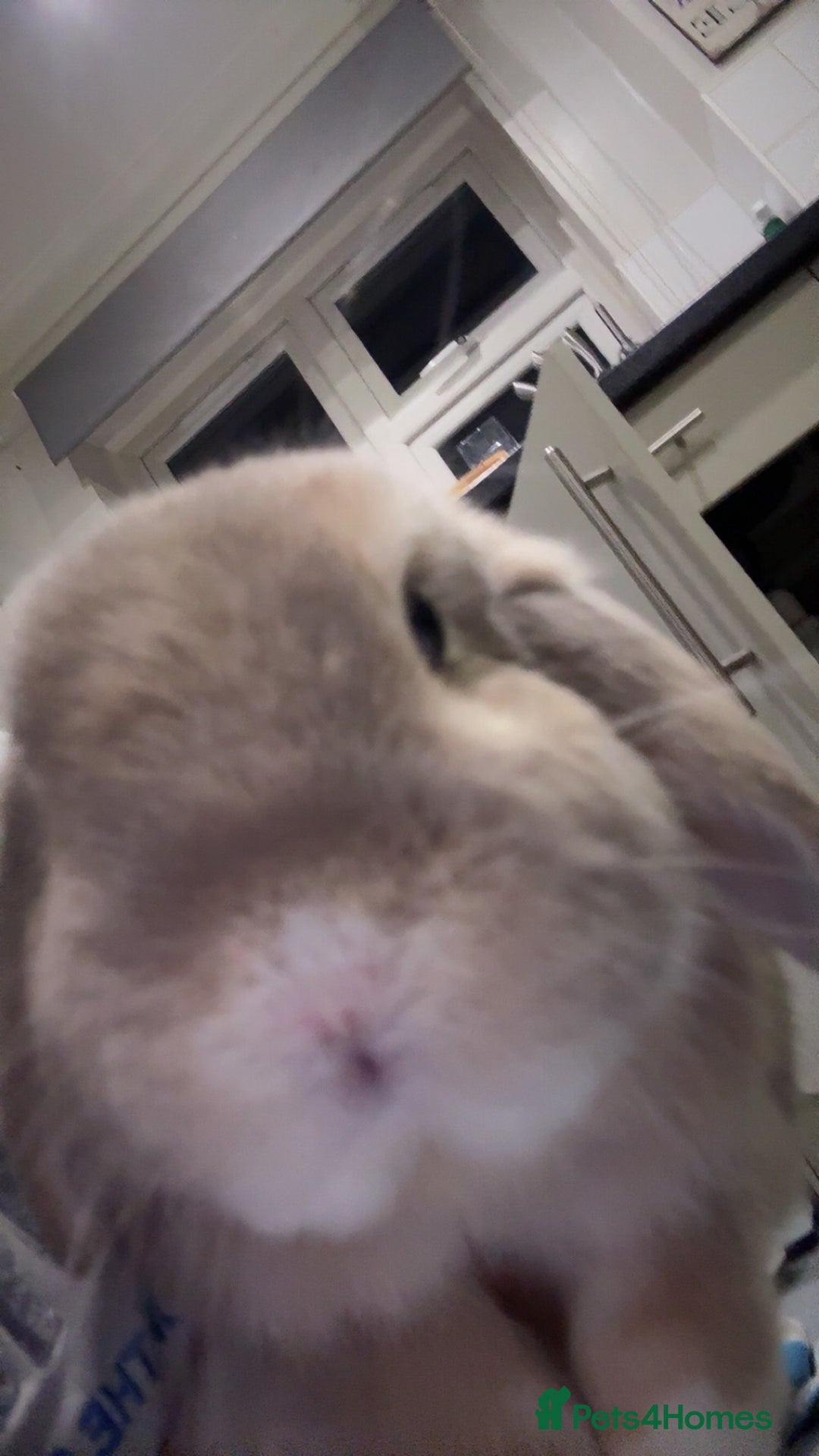 French Lop rabbits for sale: 2 beautiful rabbits for free-ASAP - Image 3