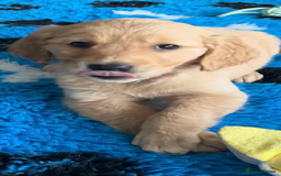 Golden Retriever dogs for sale: Rare & wonderful petite golden retrievers - Image 25