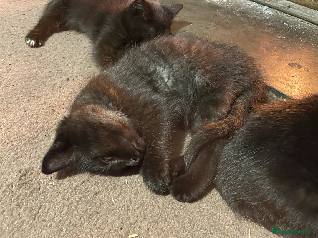 Mixed Breed cats for sale: Black kittens ready now near Bentham/ Lancaster - Advert 4