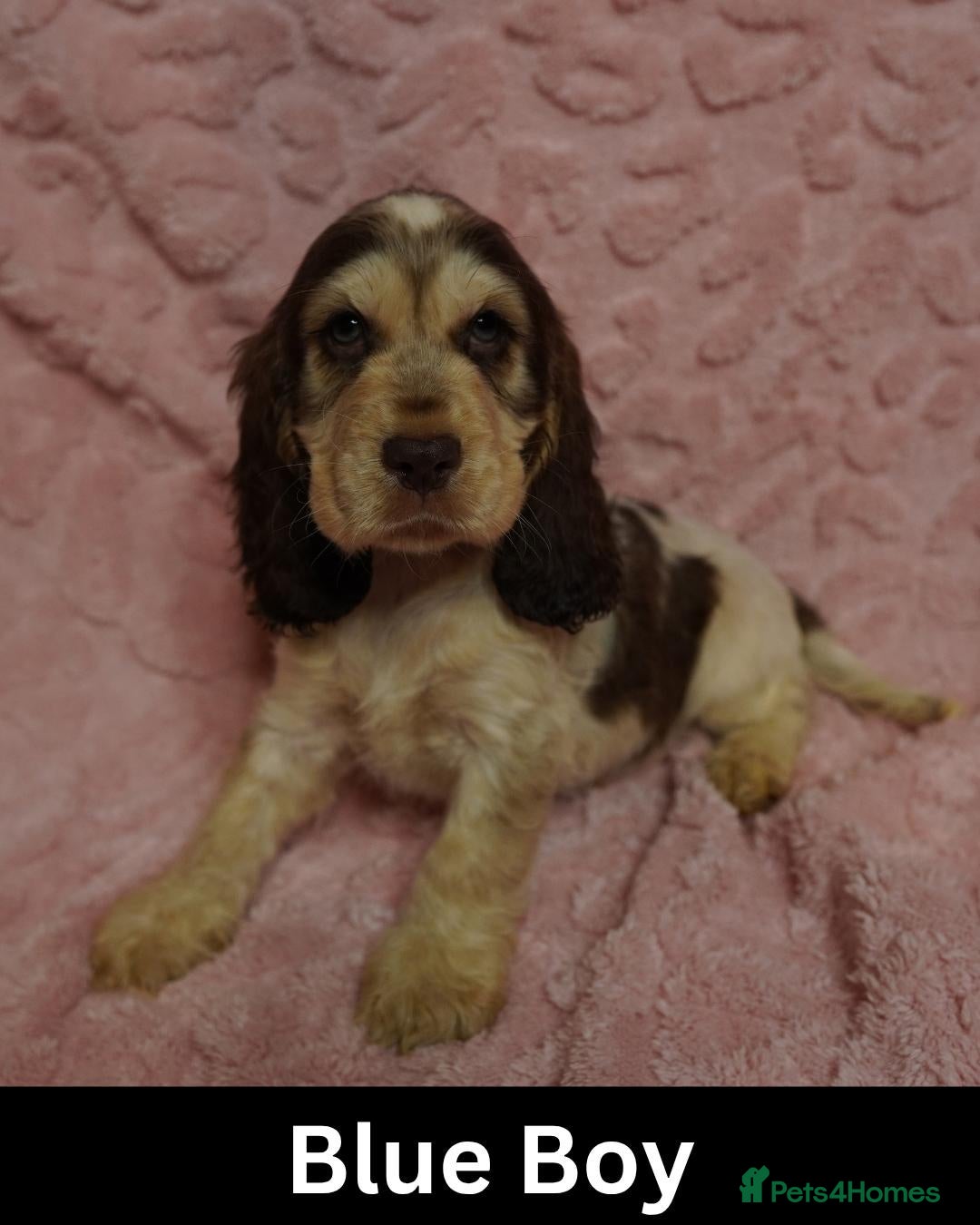 Cocker Spaniel dogs Quality, Show Type, Cocker Spaniel Puppies - Advert 2