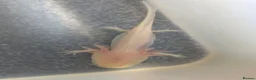 Axolotl reptiles for sale: Baby Axolotl  - Advert 13