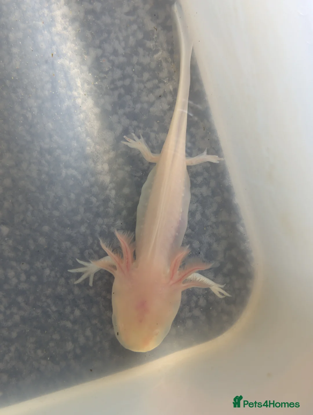 Axolotl reptiles for sale: Baby Axolotl  - Advert 13
