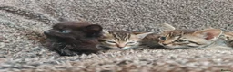 Mixed Breed cats for sale: Kittens for sale  - Advert 23