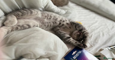 British Shorthair cats - Advert 12
