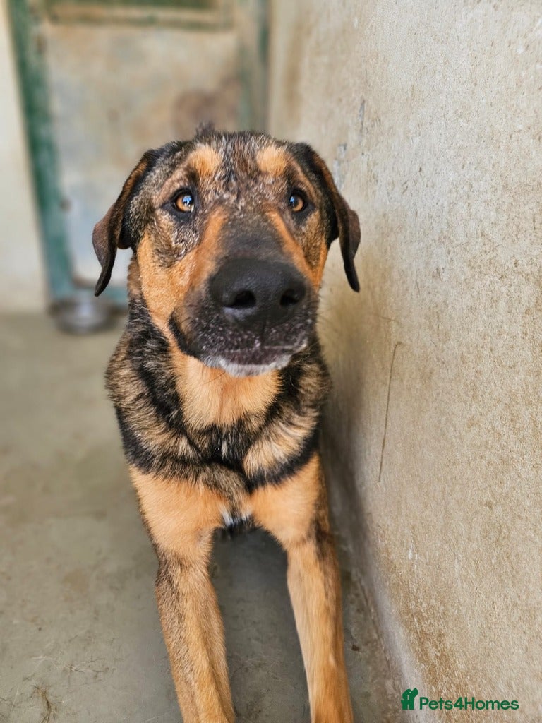 Mixed Breed dogs Russet - Advert 2