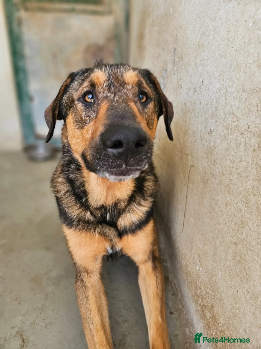 Mixed Breed dogs for adoption: Russet - Advert 1