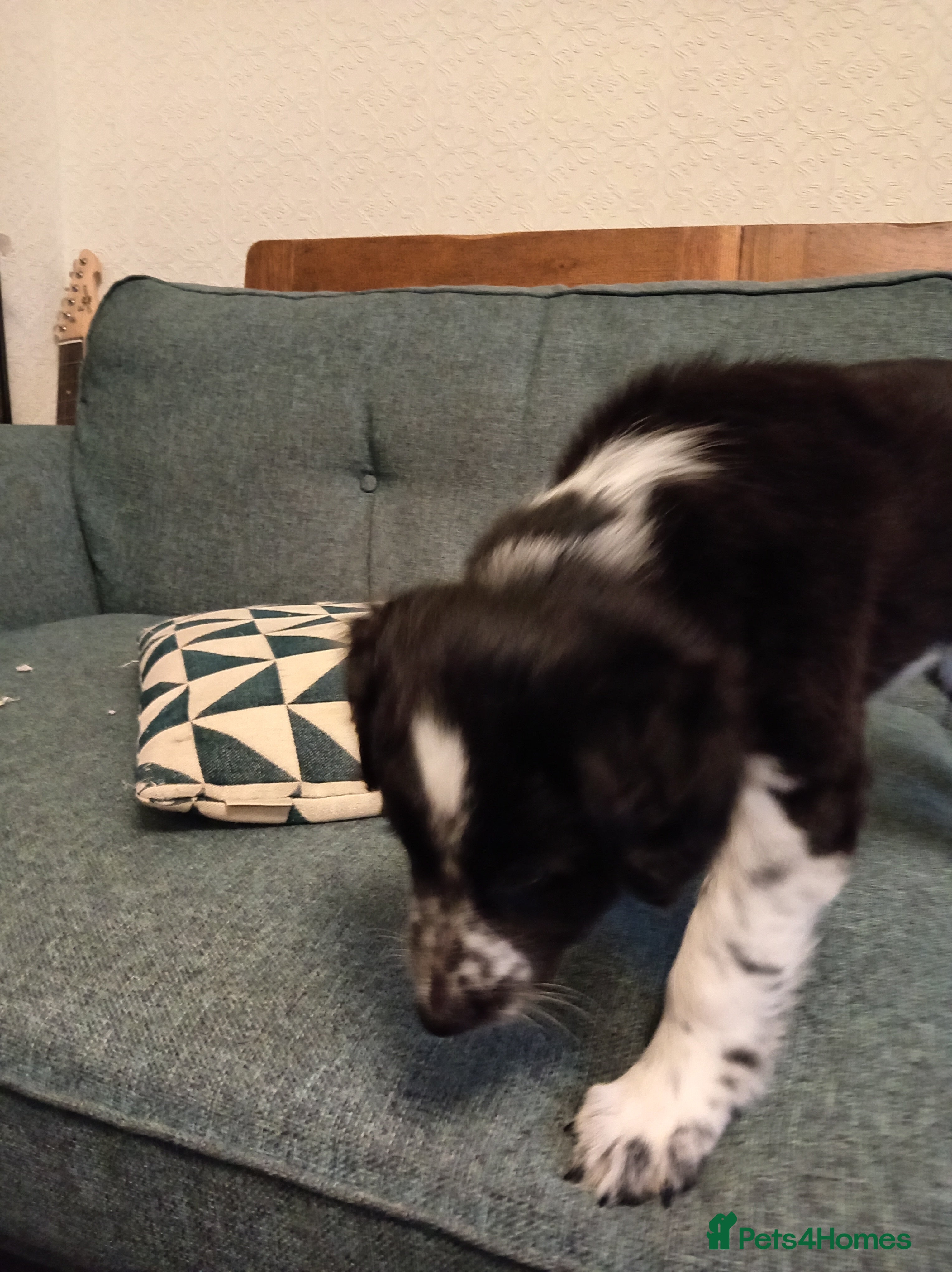 Mixed Breed dogs Bodacion x Long Haired Border Collie Puppies  - Advert 2