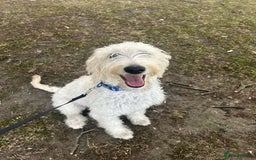 Labradoodle dogs for sale: Male labradoodle, 8 months - Image 5