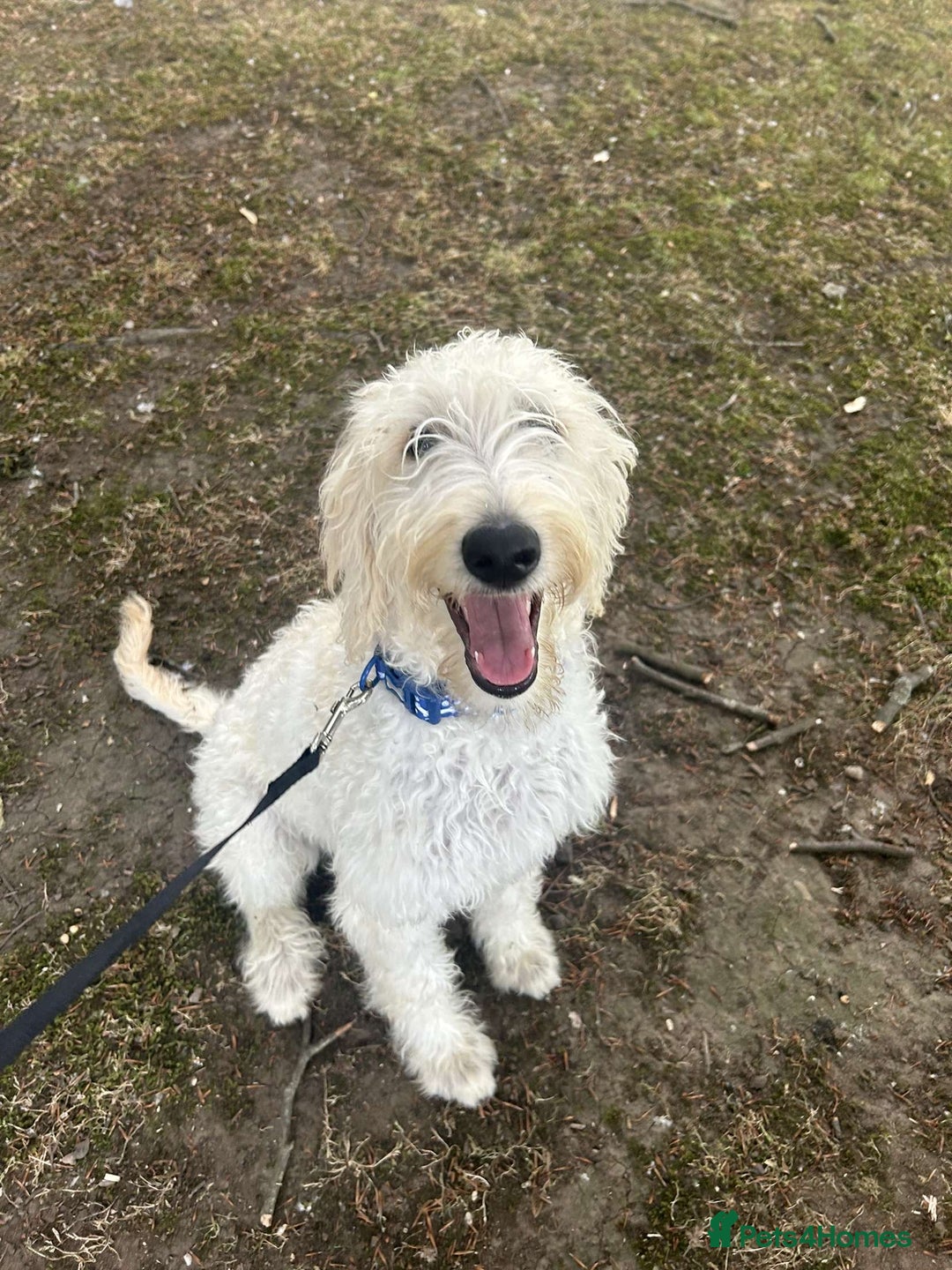 Labradoodle dogs for sale: Male labradoodle, 8 months - Image 5