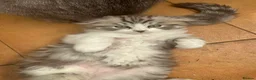 Mixed Breed cats for sale: Mixed kittens - Advert 11