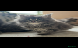 Maine Coon cats for sale: Beautiful Maine coon kittens - Image 29