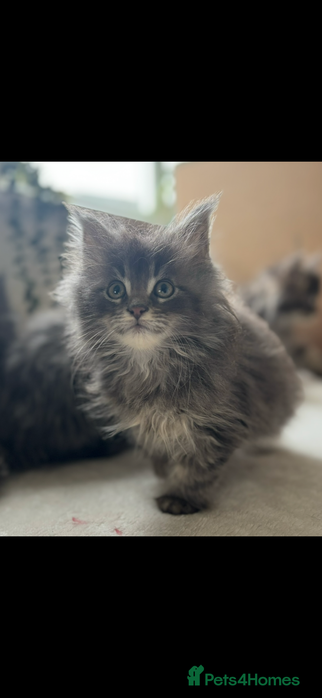 Maine Coon cats for sale: Beautiful Maine coon kittens - Image 29