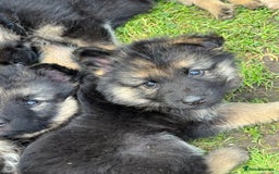 German Shepherd dogs for sale: Ready to leave 🐾 GSD Puppies - Image 8