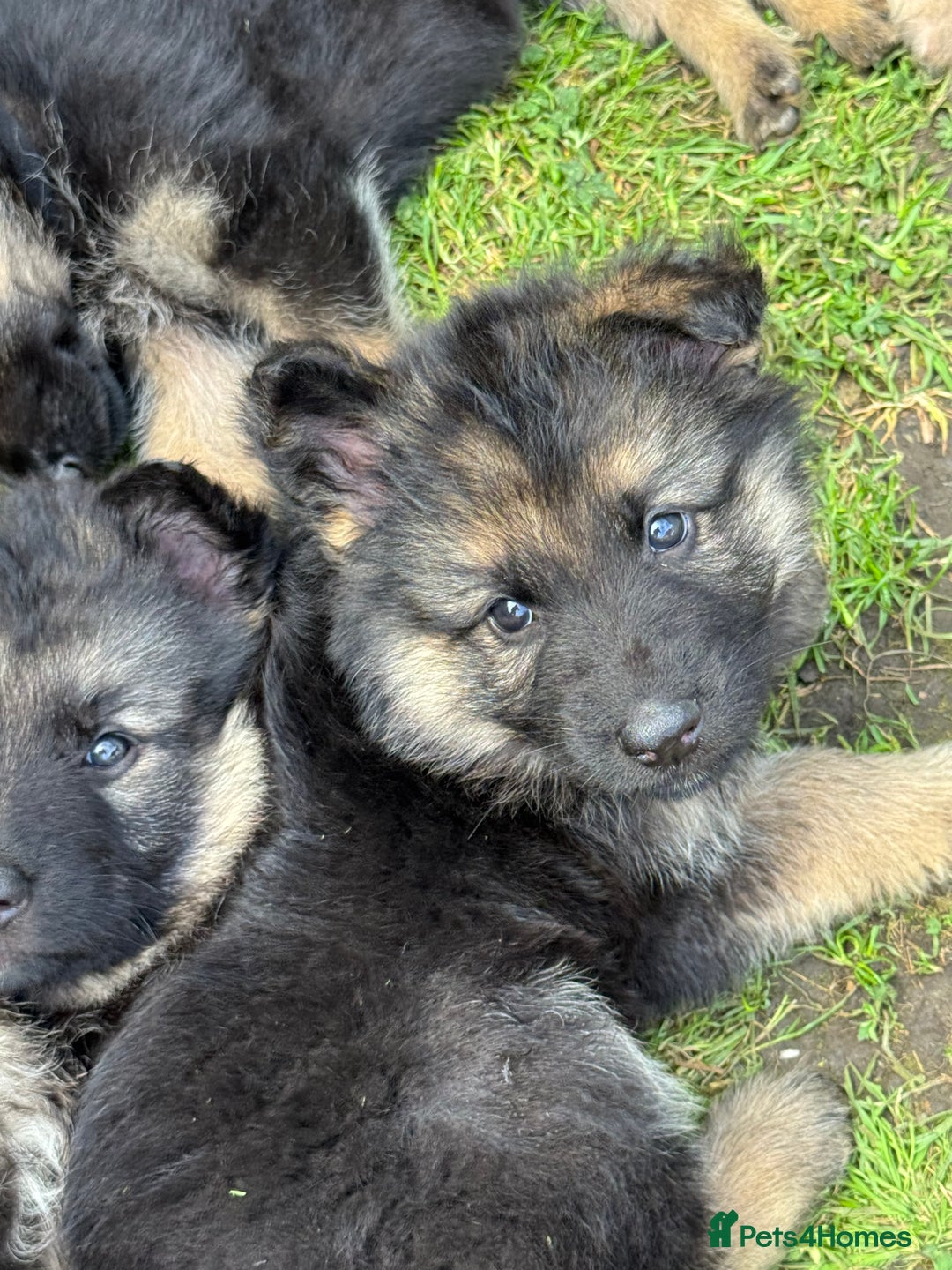 German Shepherd dogs for sale: Ready to leave 🐾 GSD Puppies - Image 8