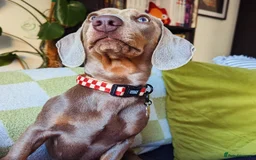 Dachshund dogs for sale: Looking for our final puzzle piece 😍 NOT FOR SALE - Image 2