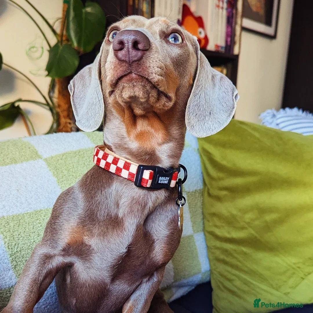 Dachshund dogs for sale: Looking for our final puzzle piece 😍 NOT FOR SALE - Image 2