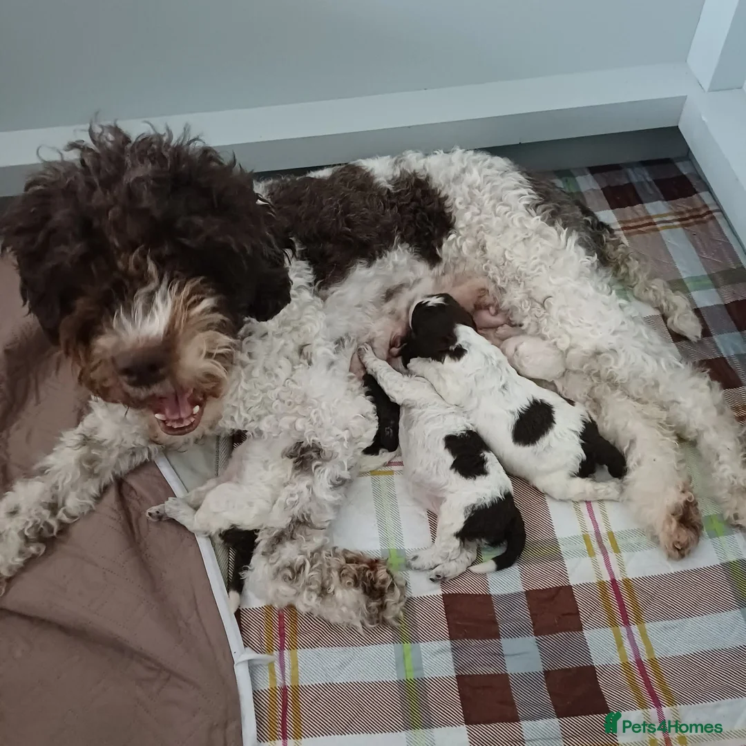Lagotto Romagnolo dogs for sale: Lagotto Romagnolo Italian Water Dogs - Advert 1