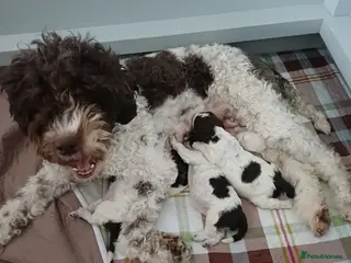 Lagotto Romagnolo dogs Lagotto Romagnolo Italian Water Dogs - Advert 2