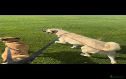 Anatolian Shepherd dogs for sale: 10.5 month old Anatolian mix kangal with a tin - Image 2