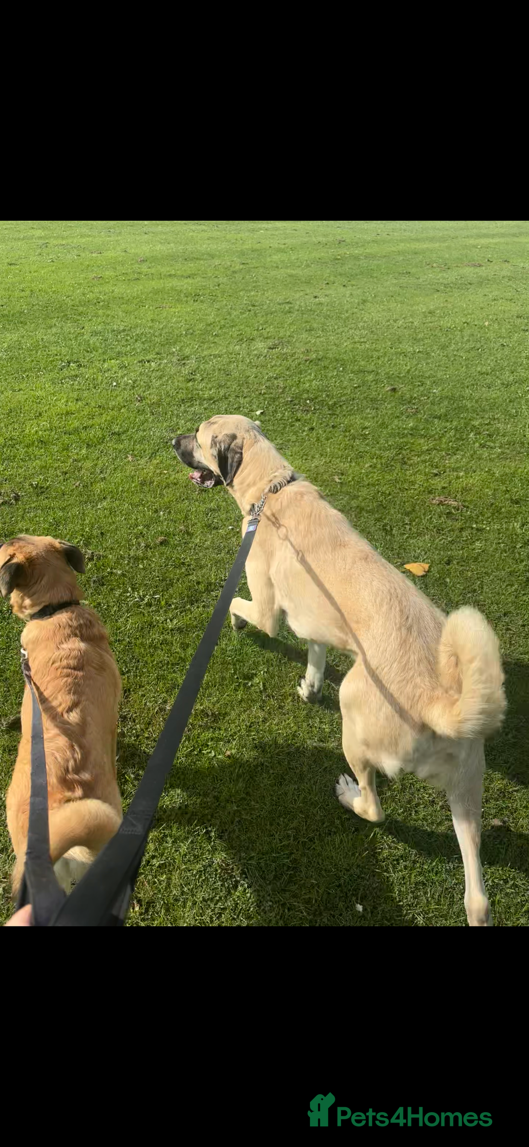 Anatolian Shepherd dogs for sale: 10.5 month old Anatolian mix kangal with a tin - Image 2
