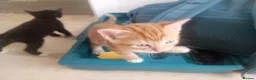 Mixed Breed cats for sale: Litter of 5 kittens  - Advert 18