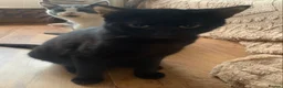 Mixed Breed cats for sale: Youngsters looking for home - Advert 6