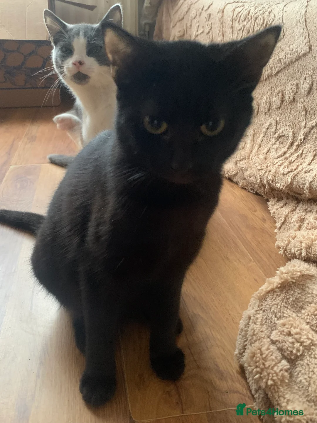 Mixed Breed cats for sale: Youngsters looking for home - Advert 6