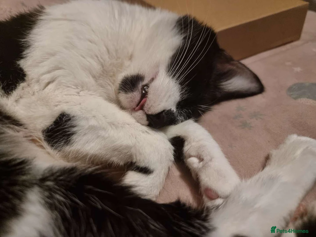 Mixed Breed cats for sale: 5 year old girl needs a home asap in South Shields - Advert 2