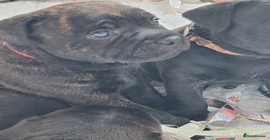 Staffordshire Bull Terrier dogs - Advert 6