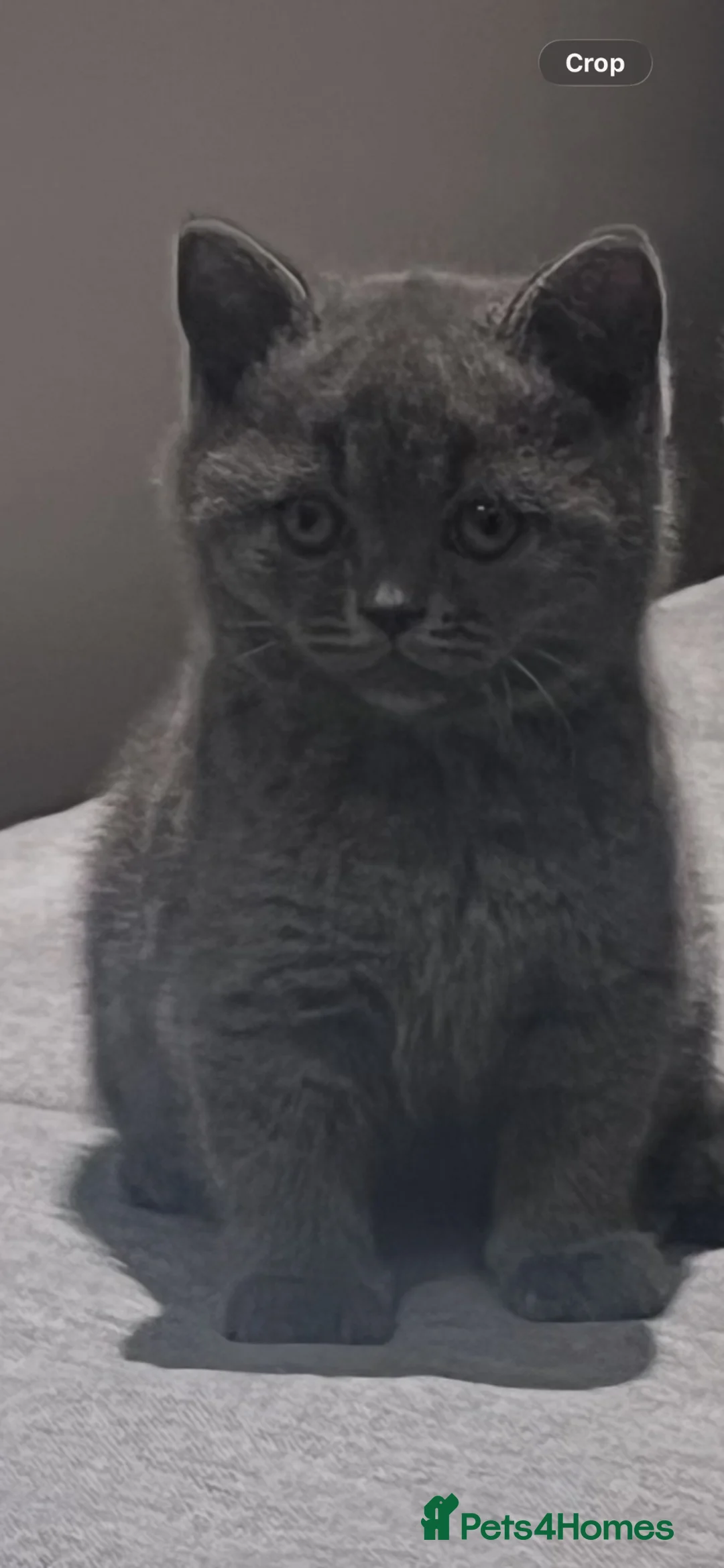 British Shorthair cats for sale: British short hair - Advert 5