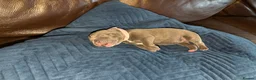 Staffordshire Bull Terrier dogs for sale: Full blue staffy pups - Advert 8