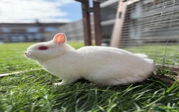 Netherland Dwarf rabbits for sale: •AVAILABLE• Pedigree Netherland Dwarf Bunny in Rushden - Image 10