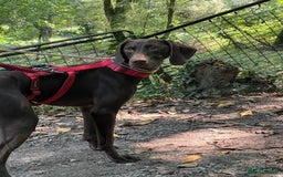 German Shorthaired Pointer dogs for adoption: Rucha, female German Shorthaired Pointer, aged 2 - Image 11