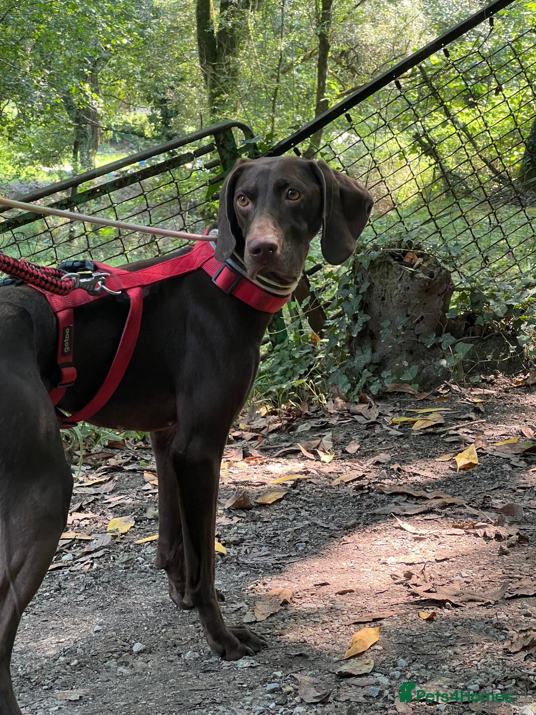 German Shorthaired Pointer dogs for adoption: Rucha, female German Shorthaired Pointer, aged 2 - Image 11