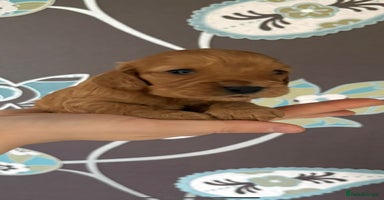 Cockapoo dogs - Advert 4