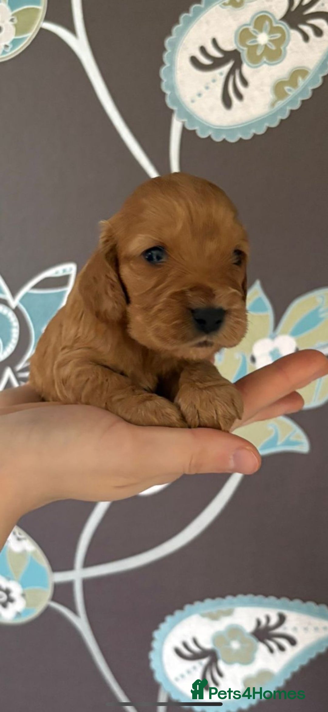 Cockapoo dogs for sale: F1 RARE VILLASPANIOL CHAMPION LINE  COCKAPOOS  - Advert 19